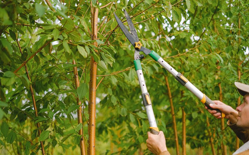Tree trimming in Centuria, WI